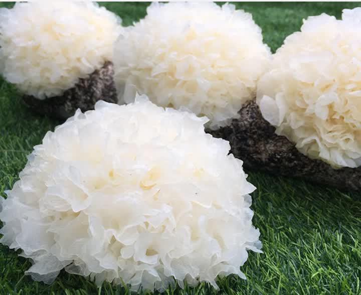 福建古田新鲜银耳鲜活生白木耳出胶特级糯湿活鲜雪耳6朵盒装鲜货