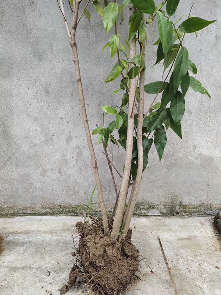 元井 腊梅 腊梅树苗 树桩盆景 盆栽 素心梅 冬季开花 耐寒 庭院植物