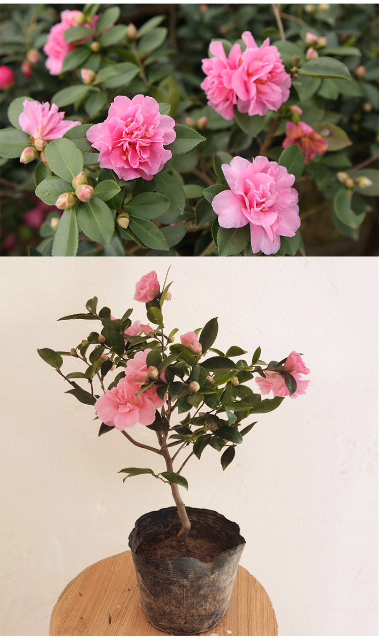 汉柠茶梅树苗品种财神丹玉昭和茶梅花苗四季绿植物盆景花卉茶梅盆栽