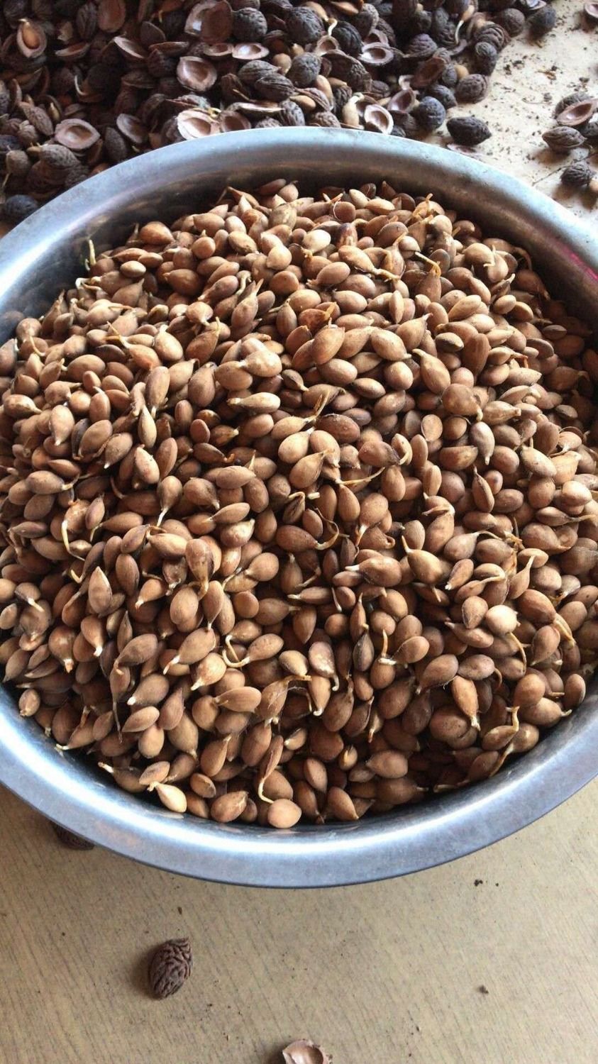 毛桃芽 毛桃苗 毛桃核种子 桃树种子 果树种子 山杏核 杜梨籽苹果 毛