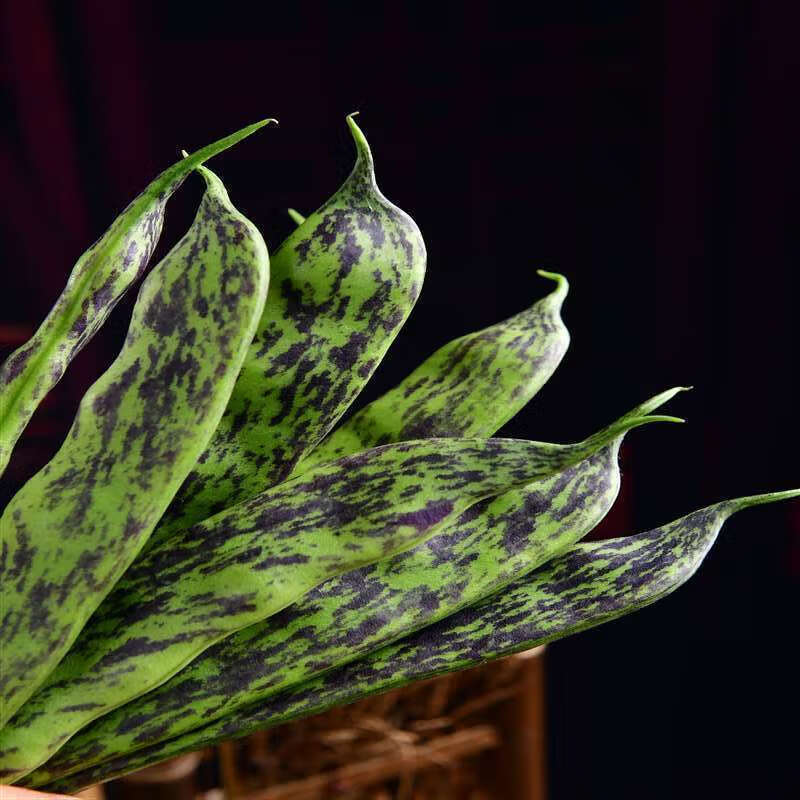 油豆角大马掌东北特产豆角油豆角开过烂新鲜蔬菜产地直发 1斤装大马掌