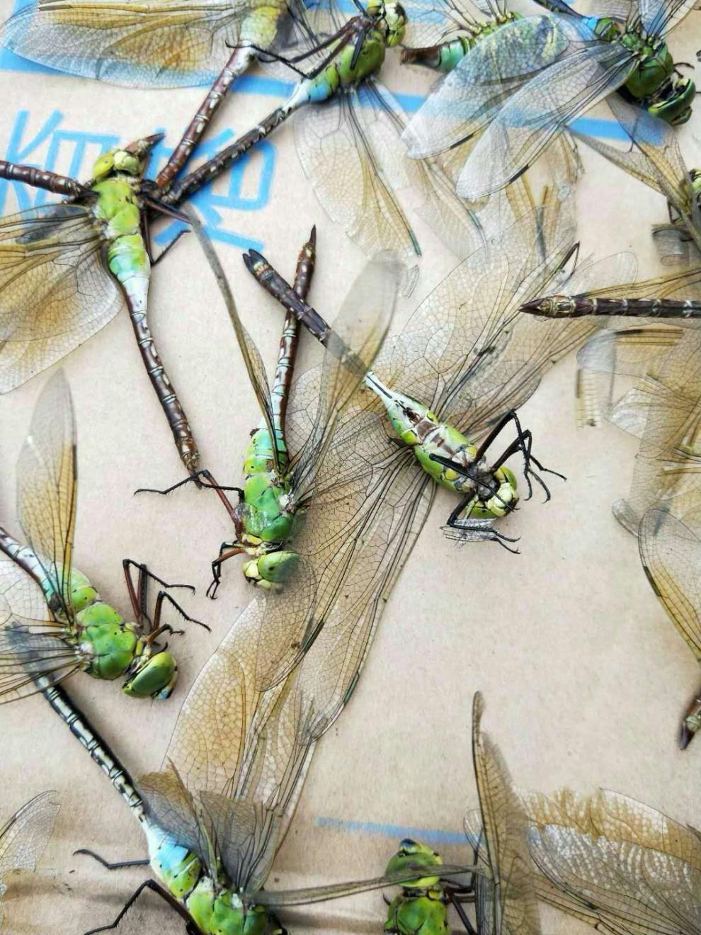 中药材蜻蜓绿蜻蜓十只装绿色大蜻蜓干蜻蛉马大头青娘子整只御华10只装