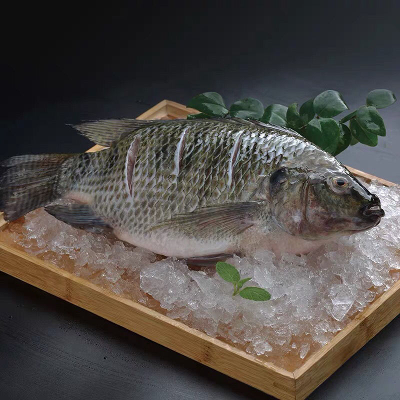 活鱼现杀三去新鲜罗非鱼非冷冻脆肉无刺鱼肉淡水鱼15斤23条去麟去鳃去