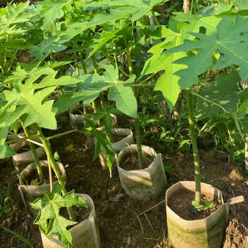 祉鹿矮化水果木瓜树苗冰糖红心盆栽当年结果大苗木瓜苗大青红肉三一15