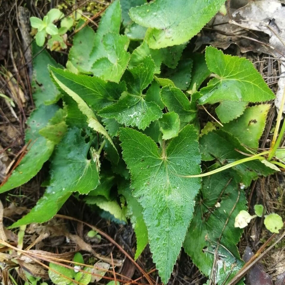 新鲜青草异叶茴芹鹅脚板杏叶防风羊膳七百路通骚羊古全草500g一斤