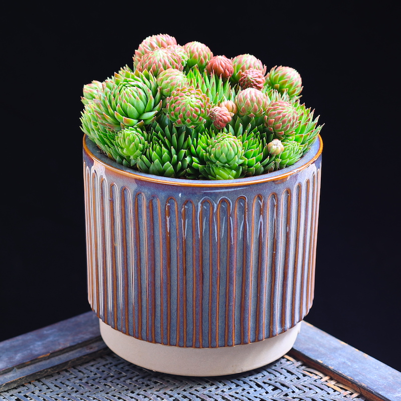 橘子球多肉植物盆栽花卉绿植老桩室内组合植物云南直发长生草多肉橘子