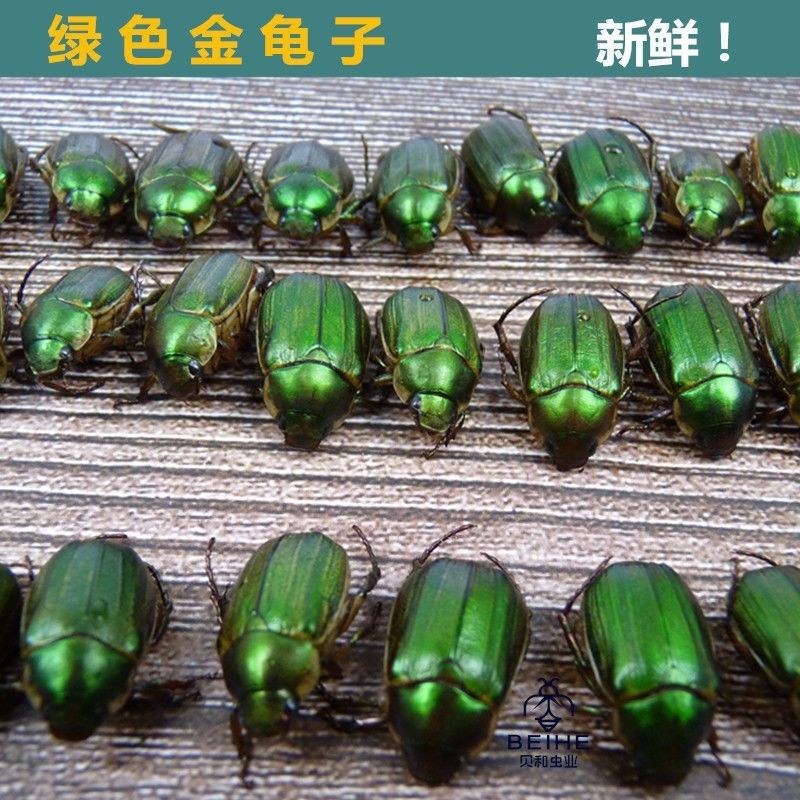 2021年新鲜瞎眼创子金龟子瞎胖子瞎撞子红孩儿昆虫美食下酒菜黑色