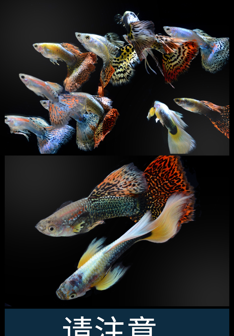 荣郁展示级观赏鱼活体灯科鱼胎生鱼易繁殖包活包损不打氧送饲料冰蓝2