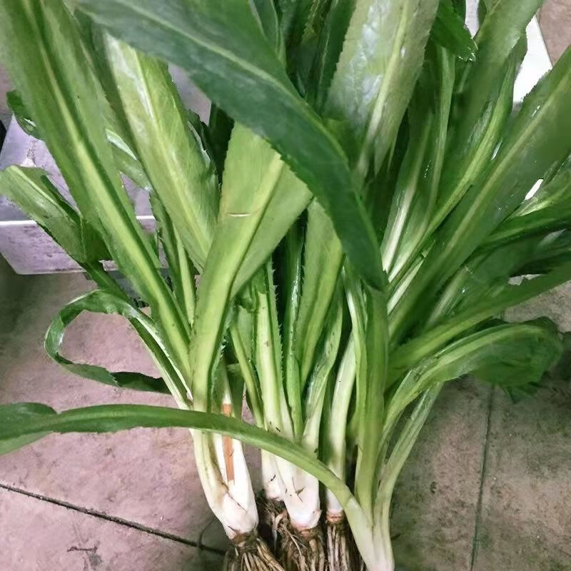 云南德宏特产老缅芫荽香菜刺芫荽新鲜大叶芫荽蘸水早点辅料邮 调料专