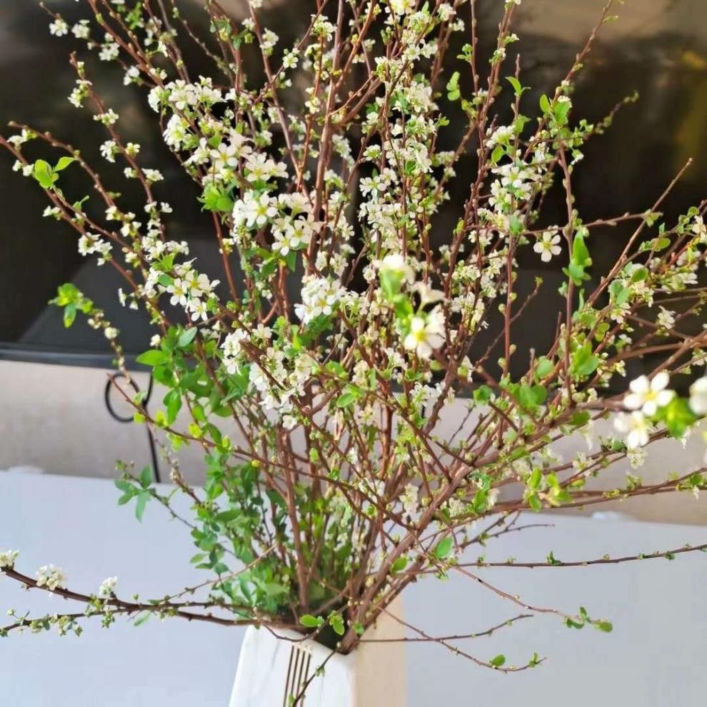 干枝雪柳遇水开花鲜切干支花水养喷雪花腊梅红梅插水泡水z1 干枝雪柳2