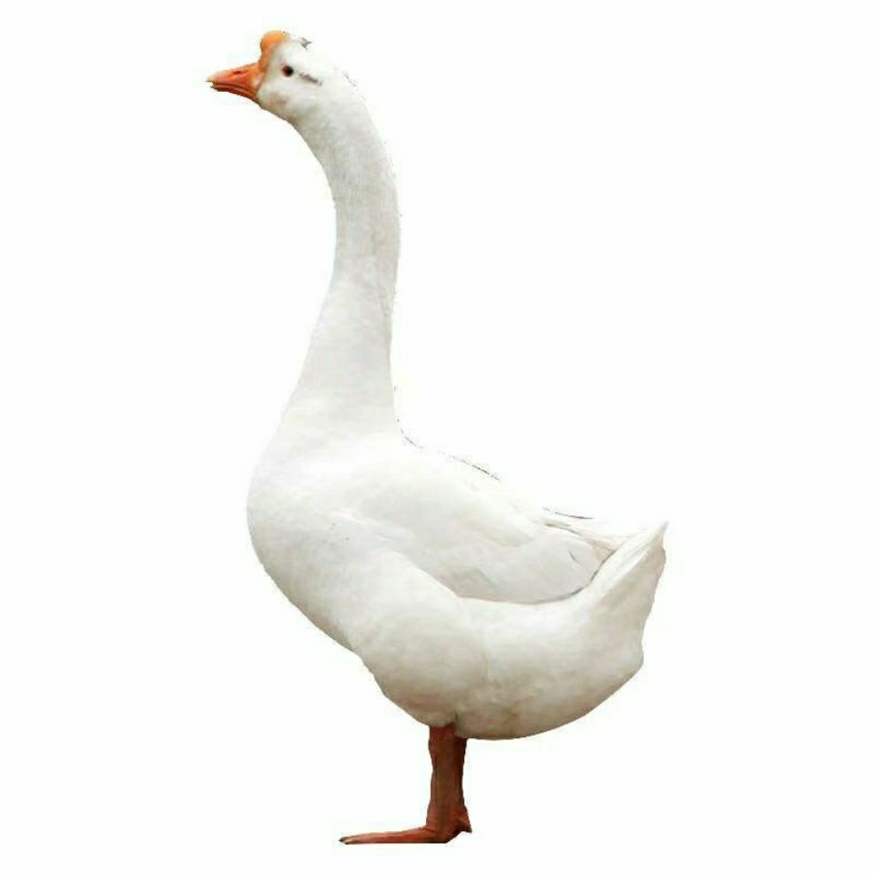 农家散养鹅整只青年鹅嫩鹅土鹅笨鹅大白鹅批发火红芬芳5565斤