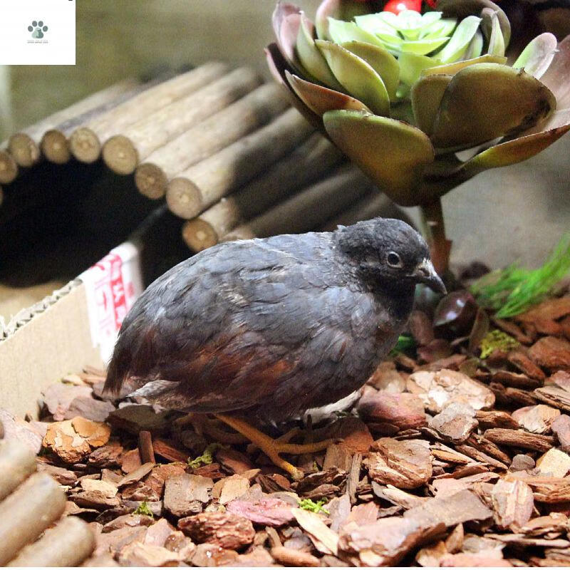 蘆丁雞藍胸鵪鶉迷你活苗觀賞雞活物下蛋鳥桂花雀室內寵物 瓦灰蘆丁雞2