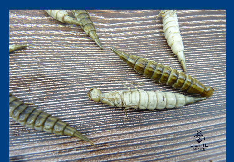 新鲜金边龙虱幼虫水蜈蚣鲜香味美食用昆虫油炸烧烤虫子500克