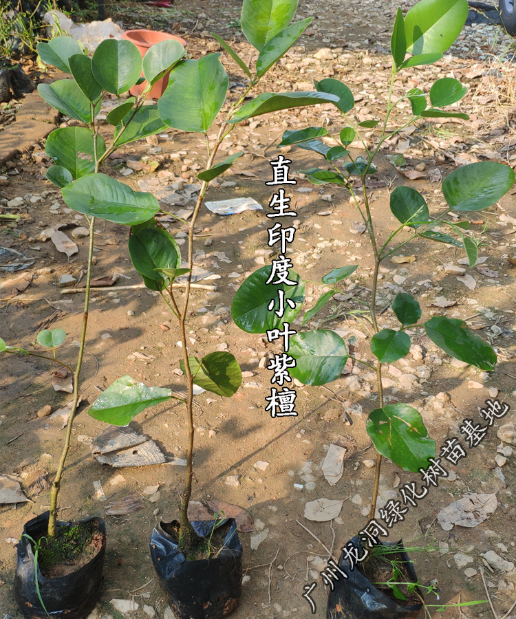 花姬 珍稀名贵红木树种檀香紫檀树苗 正宗印度小叶紫檀苗庭院盆栽地栽