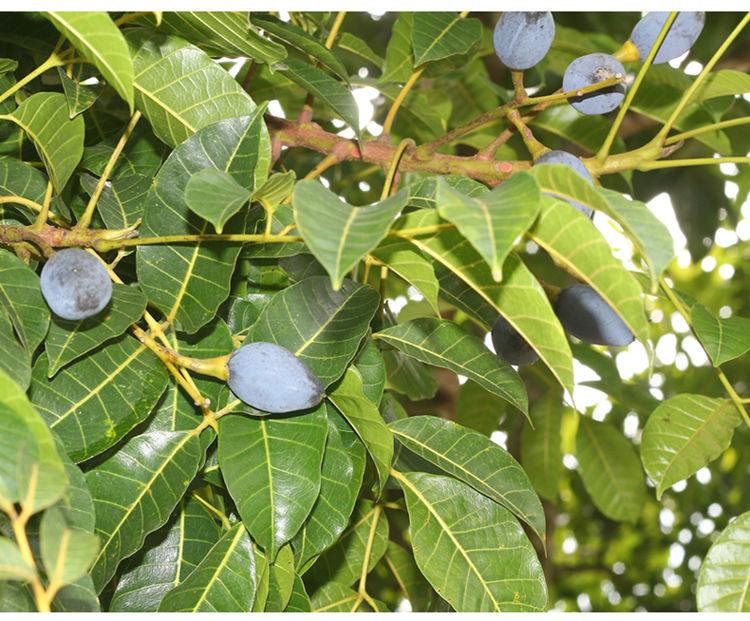 新鲜黑橄榄生油榄乌榄子香丁香角咸黑榄橄榄鼓下饭菜多省【网红】