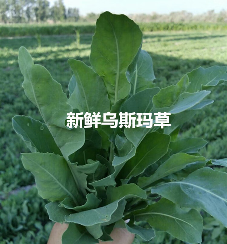 生发棒新疆乌斯玛草棒乌斯曼草汁草浆棒发际线发缝奥斯曼睫毛生眉笔草