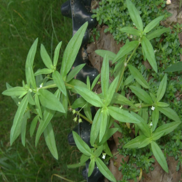 諫仰中藥材白花半枝蓮種子蛇舌草種子百花蛇舌草細葉蛇舌草種子一斤