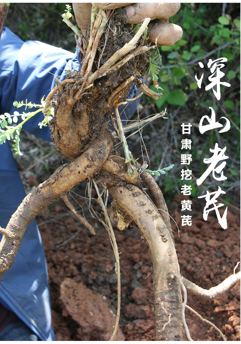 黄芪野生大片老黄芪甘肃正宗特级北芪无硫中药材煲汤泡水 15年野生