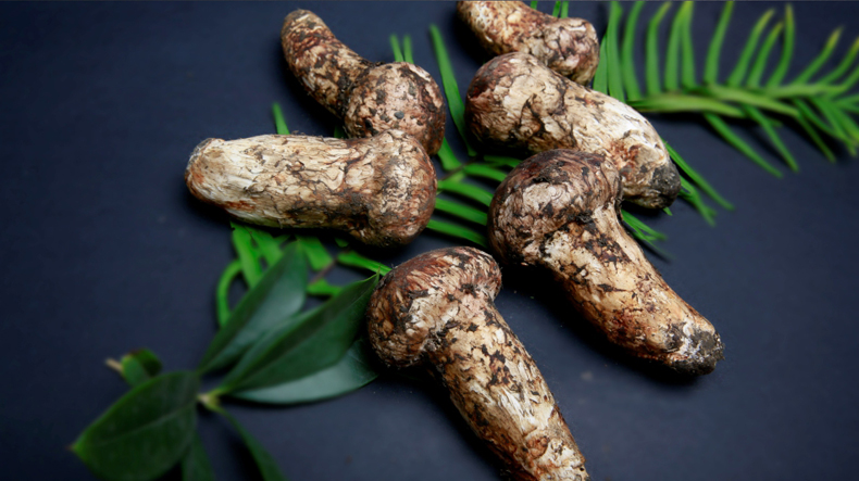 林芝野生松茸干片 500g西藏特产高海拔手工精选干松茸片 手工筛选