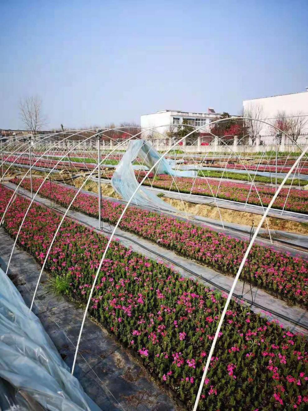 菜棚保温棚花棚拱玻纤杆农用小拱棚支架拱杆骨架玻璃钢弹力棒农用4mm1