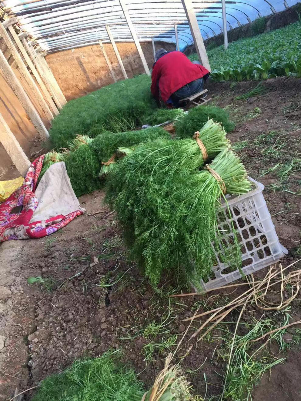 河北茴香北京茴香新鲜茴香天津蔬菜现摘茴香小葱价芹菜净重2斤茴香2斤