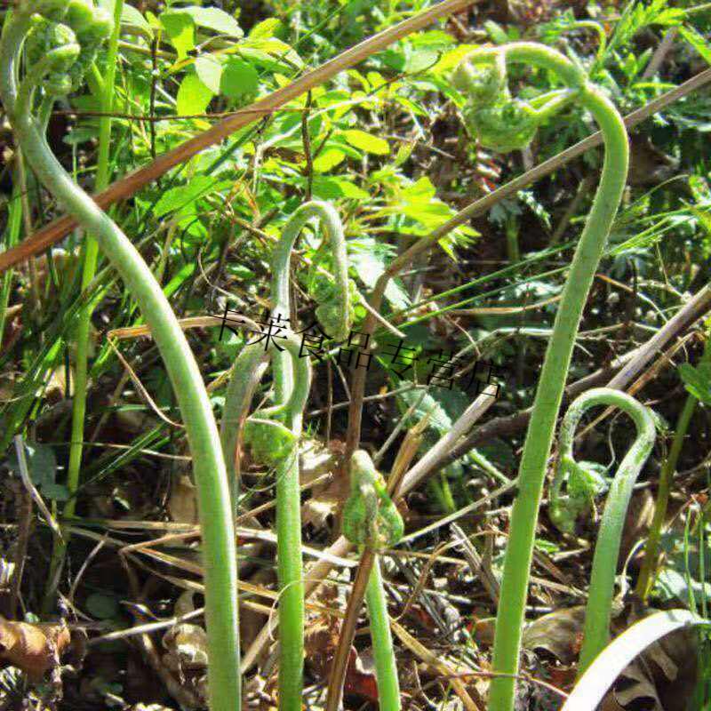 世鸿蕨菜即食泡椒蕨菜200g10袋装下饭泡菜荆州龙爪菜山野菜四川蕨菜5