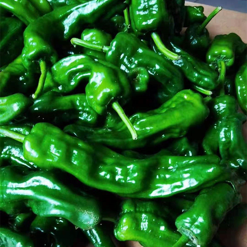 现摘山东枣庄薄皮辣椒 新鲜皱皮特辣螺丝青椒超辣 特辣薄皮皱皮青辣椒