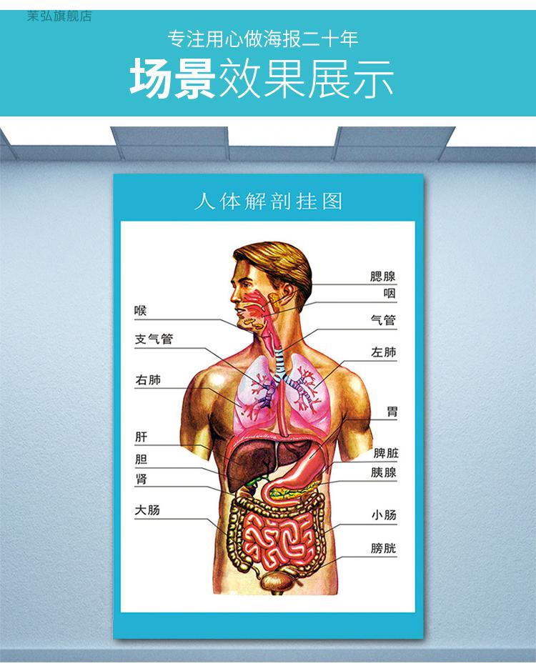 背面内脏器官分布图图片