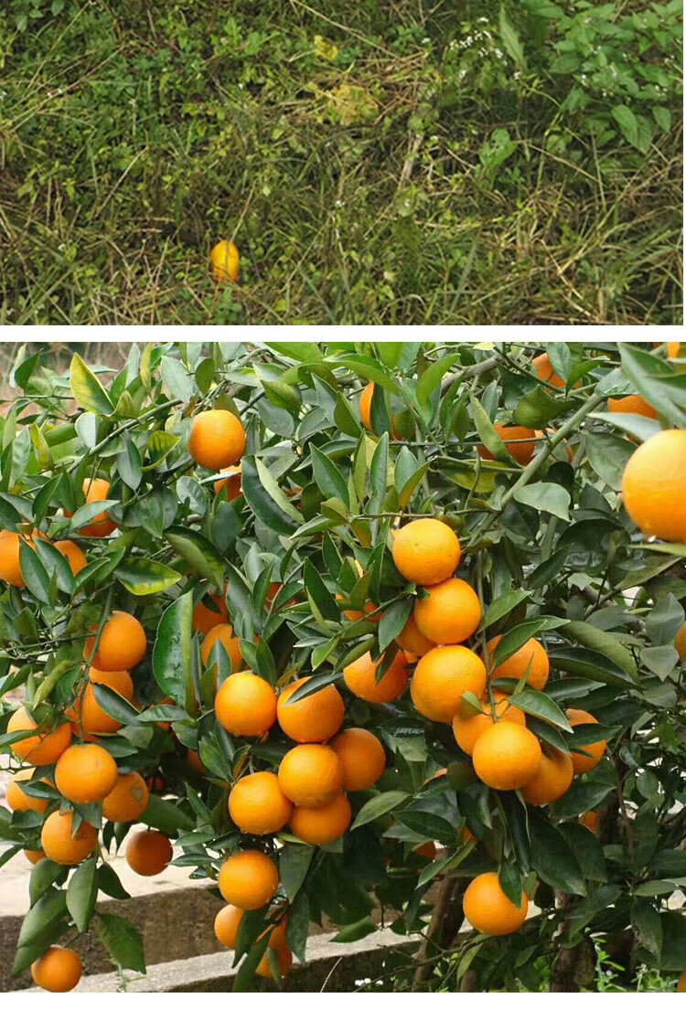 广西蜜香橙 新鲜现摘现发纯甜无酸蜂蜜橙桂林特产冰糖橙子 5斤 60mm