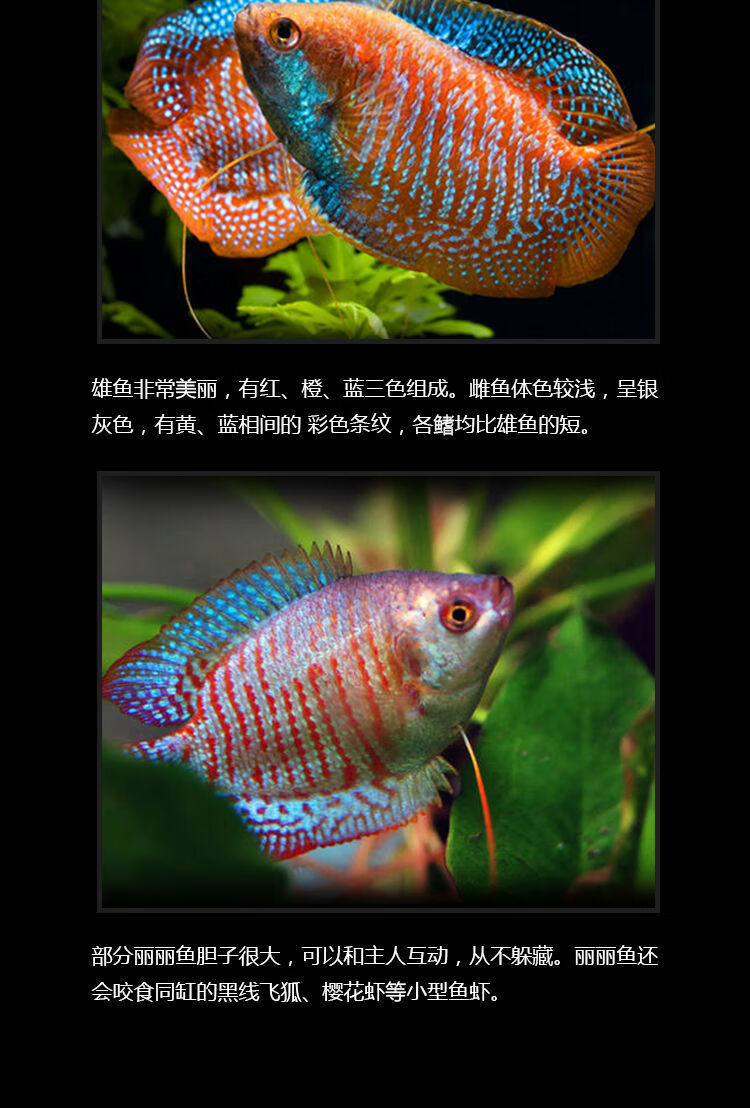 丽丽鱼曼龙泰丽小型金鱼活体胎生鱼集淡水热带观赏宠物鱼包活花丽丽2