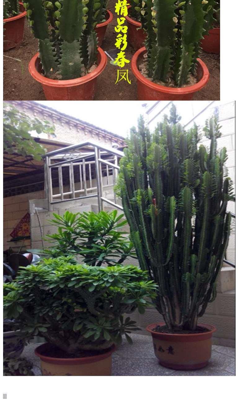 精选现发巴西龙骨盆栽多肉仙人掌植物盆景大颗肉肉除花卉35厘米左右一