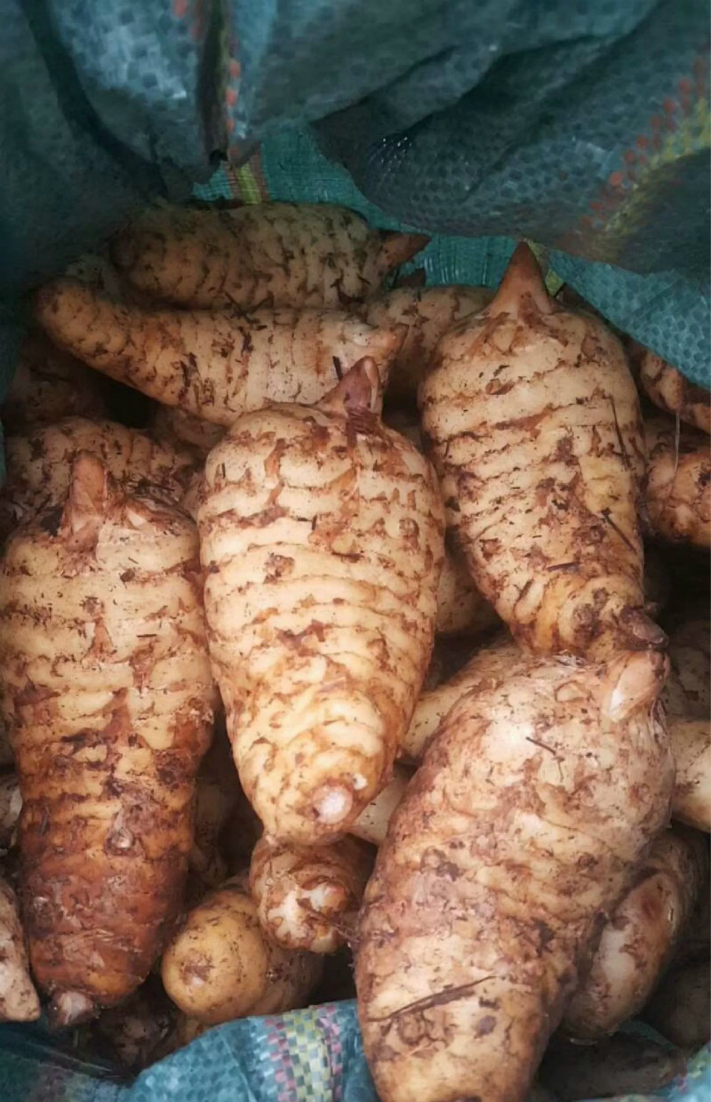 天麻菌种天麻蜜环菌天麻黄豆蜜环菌种天麻种子菌包猪苓菌种