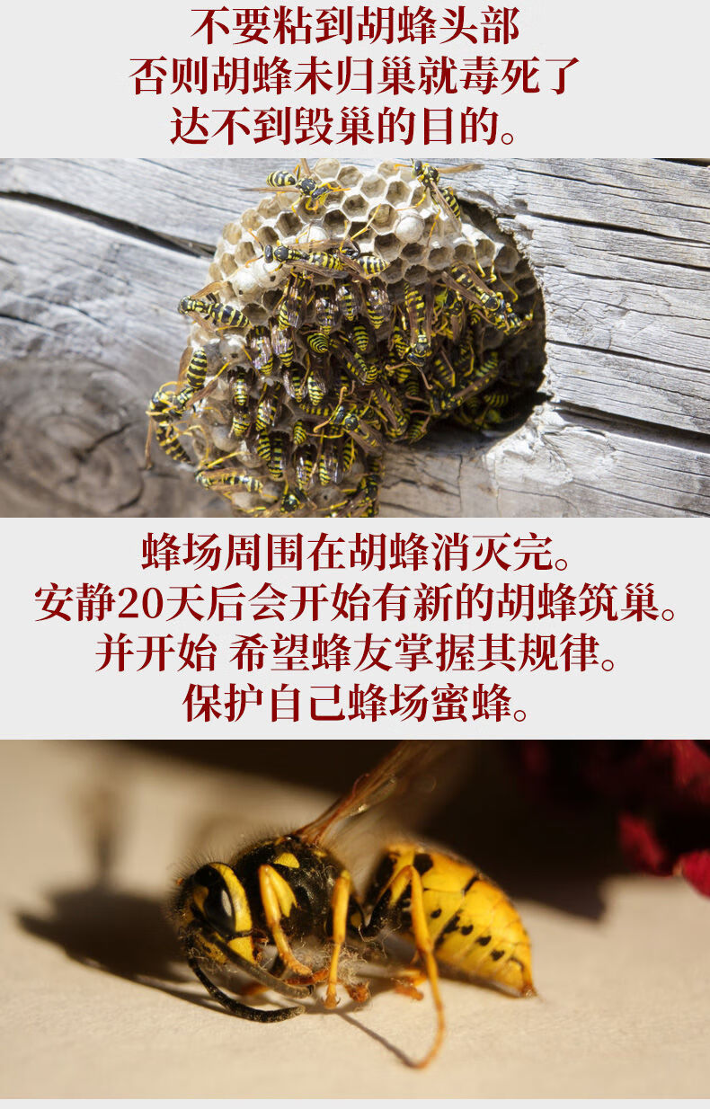 胡蜂毁巢灵胡蜂清涂抹剂杀灭胡蜂马蜂专用胡蜂药胡蜂克星全套 【水剂