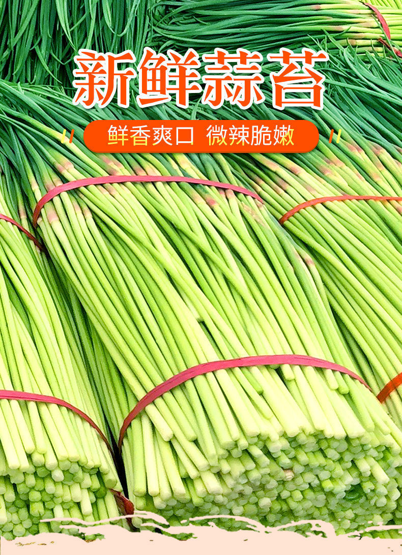 【京鲜达】新鲜蒜苔邳州本地农家自种蒜薹嫩应季蔬菜蒜苗 5斤【图片
