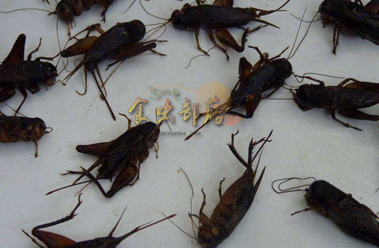 新鲜蟋蟀蛐蛐油葫芦鸣虫土蛰子野生食用昆虫生鲜冷冻运输 一斤新鲜
