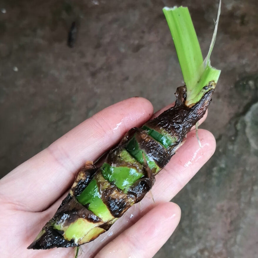 野生龍根水菖蒲耐陰四季常青水培盆景養魚龜缸挺水綠色水生綠植龍根水