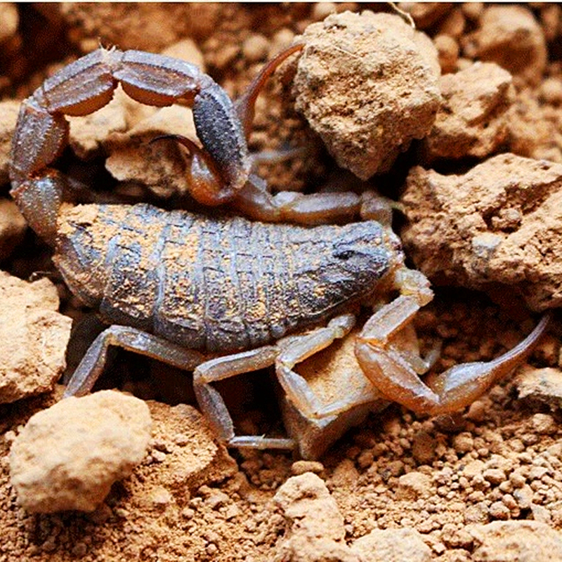 活全蝎 沂蒙山十足全蝎活体全虫煲汤入活油炸泡酒食用 多规格 公王4只