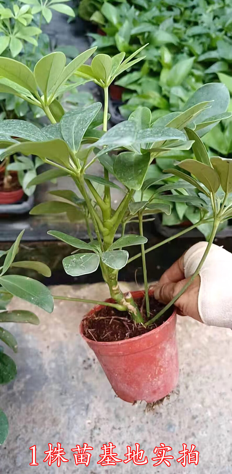 鴨腳木水培植物八方來財七葉蓮室內盆栽鴨掌木水養綠植四季好養活鴨腳