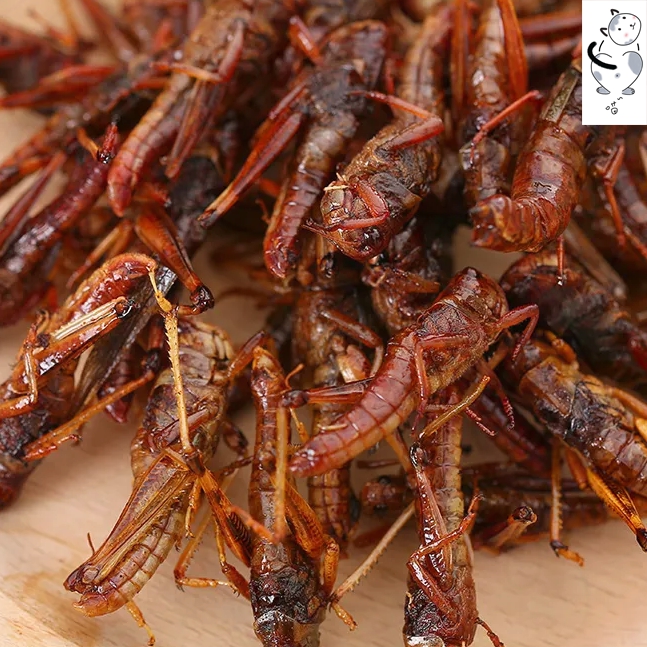 油炸昆虫蚂蚱即食炸蝗虫即食虫子美食零食烧烤吃个蚂蚱串可食用【图片