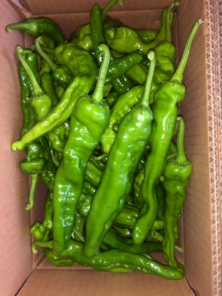 现摘新鲜蔬菜山东枣庄一窝蜂薄皮皱皮辣特辣螺丝土辣椒25斤1000g