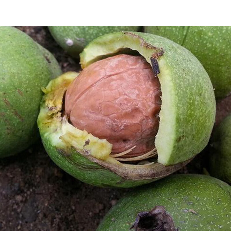 9斤带青皮生核桃新鲜核桃现摘现发去青皮非鲜核桃仁孕妇湿核桃5斤带