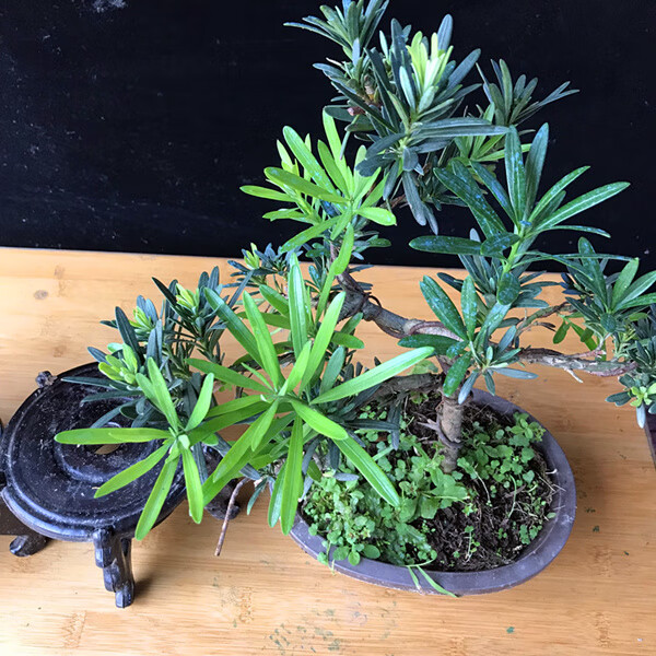 要注意对已成型的植株进行修剪和摘心,以防枝叶徒长,并保持罗汉松优美