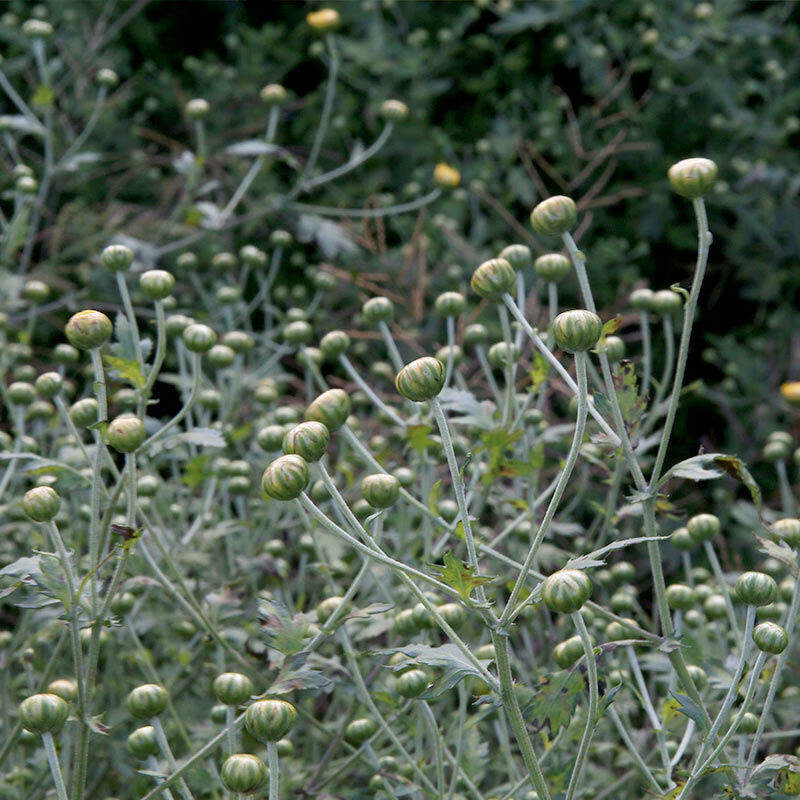 遂昌野菊米遂昌石练菊米茶珍珠菊花茶胎菊茶野菊米菊蕾花草茶袋装1袋