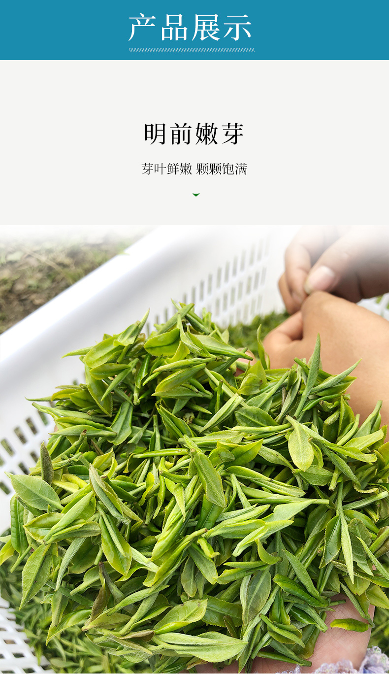 年货节5折贵州都匀毛尖绿茶2021新茶明前云雾春茶嫩芽浓香型茶叶礼盒