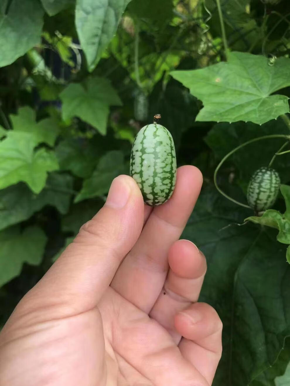 颜曼箐特色拇指西瓜迷你网红小西瓜佩普基诺当季新鲜孕妇水果250g