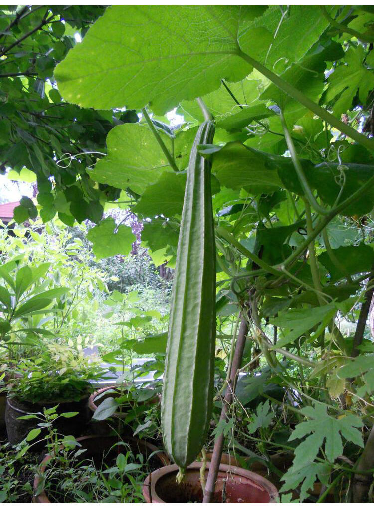 鲜嫩丝瓜八棱角丝瓜长肉丝瓜水瓜35斤当季时令农家新鲜蔬菜长丝瓜3斤