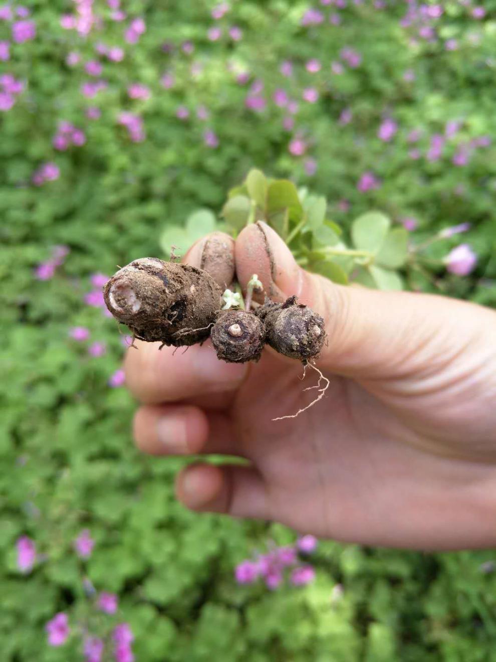 红花酢浆草种球紫叶草三叶草好养易活的幸运草盆栽地被植物太阳花 酢