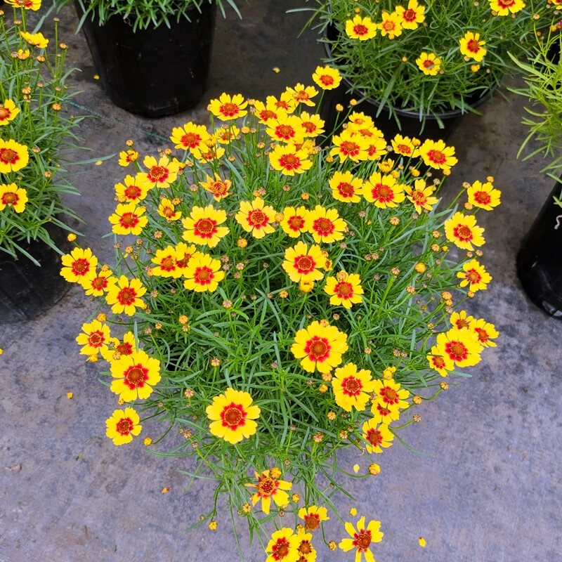 大花金鸡菊盆栽多年生进口波斯菊花苗庭院阳台耐热晒花镜植物带花