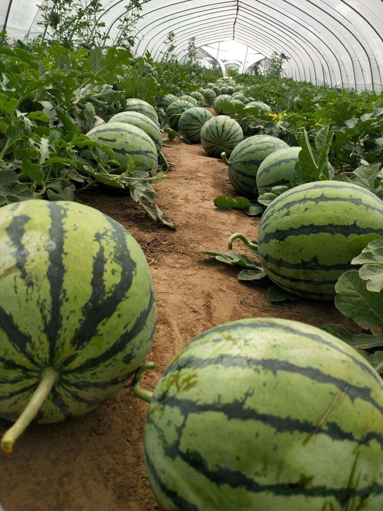 新鲜麒麟西瓜8424冰糖黑籽西瓜超甜无籽西瓜新鲜脆甜应季水果无籽西瓜