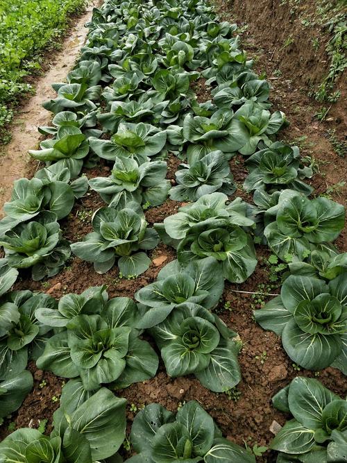 黑大头青菜种子四季种小油菜种籽抗热抗寒蔬菜种子菜籽小青菜盆栽 黑